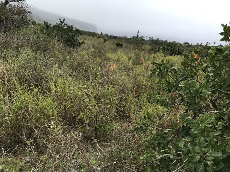 Kaupo Land Sold 34701 Piilani Hwy, Maui, Hawaii MLS 386431