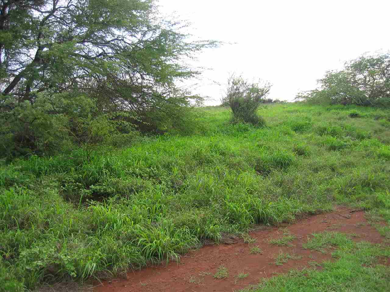 Photo 7 of  0 Pa Loa Loop, Molokai, Maui, Hawaii